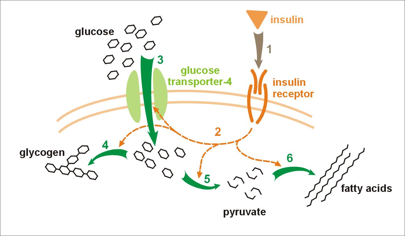 A diagram showing insulin glucose metabolism